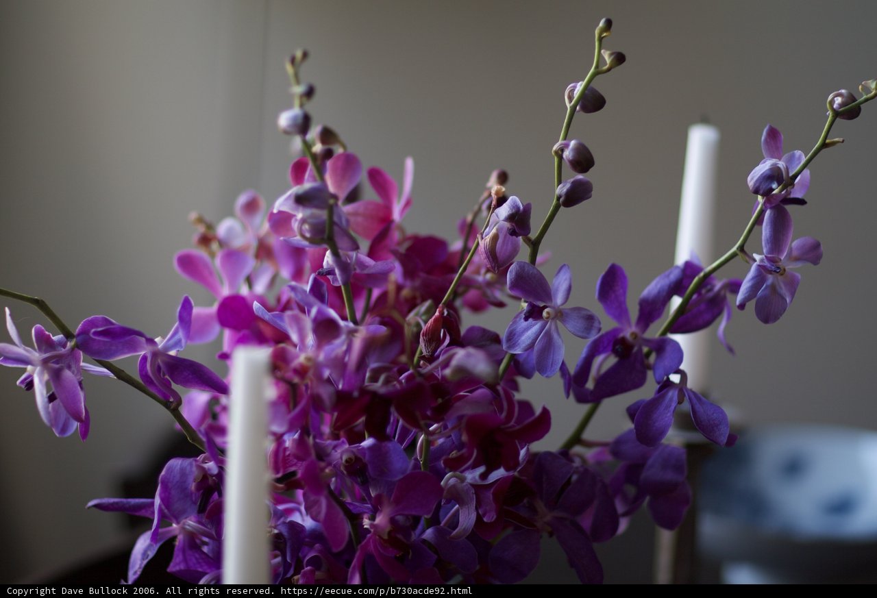 Purple Paradise