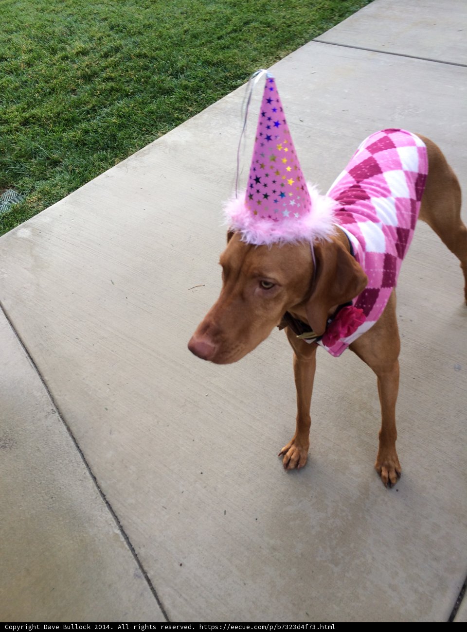 Party Pup on the Sidewalk