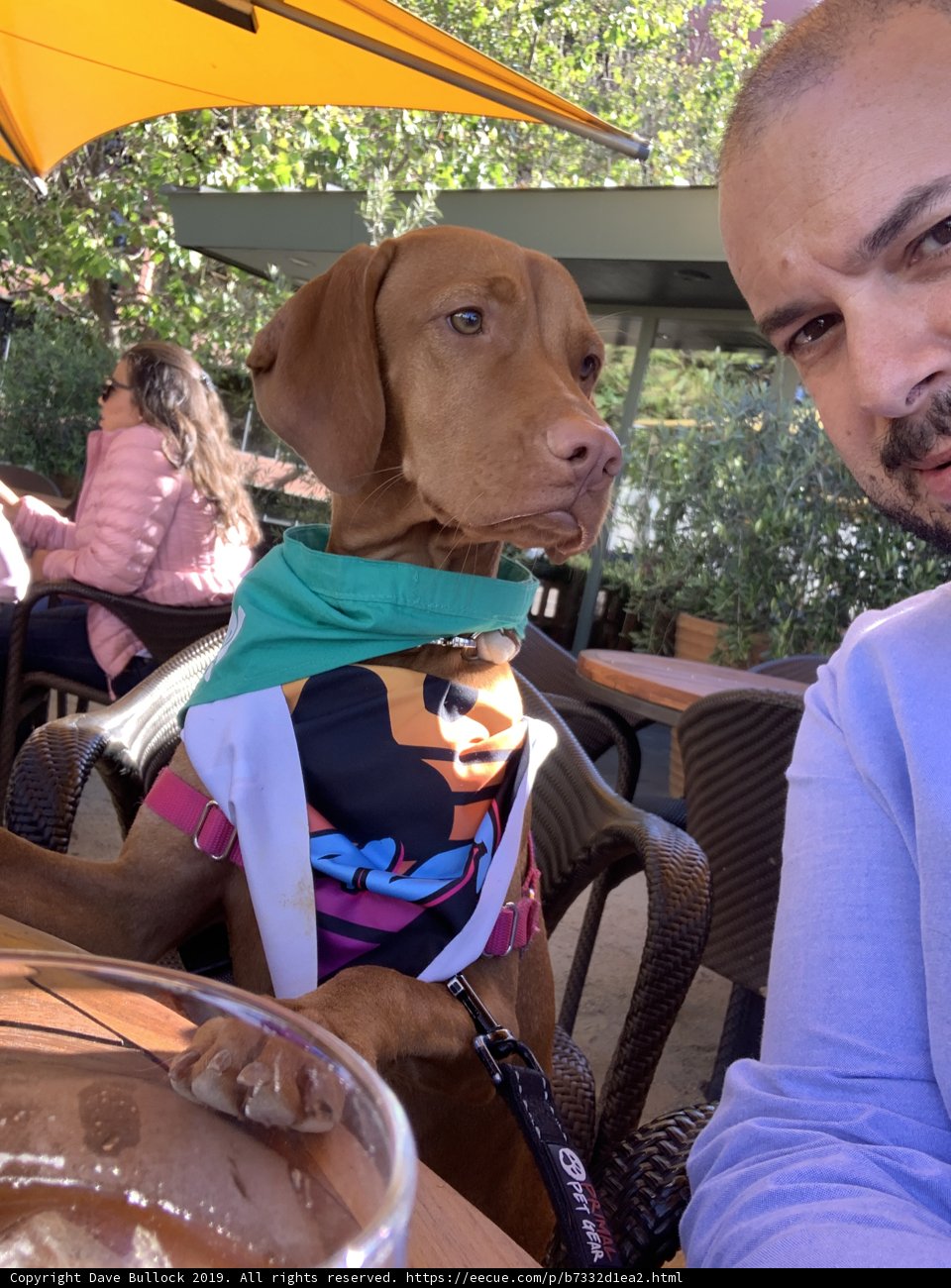Man and Hound Enjoy a Café Break
