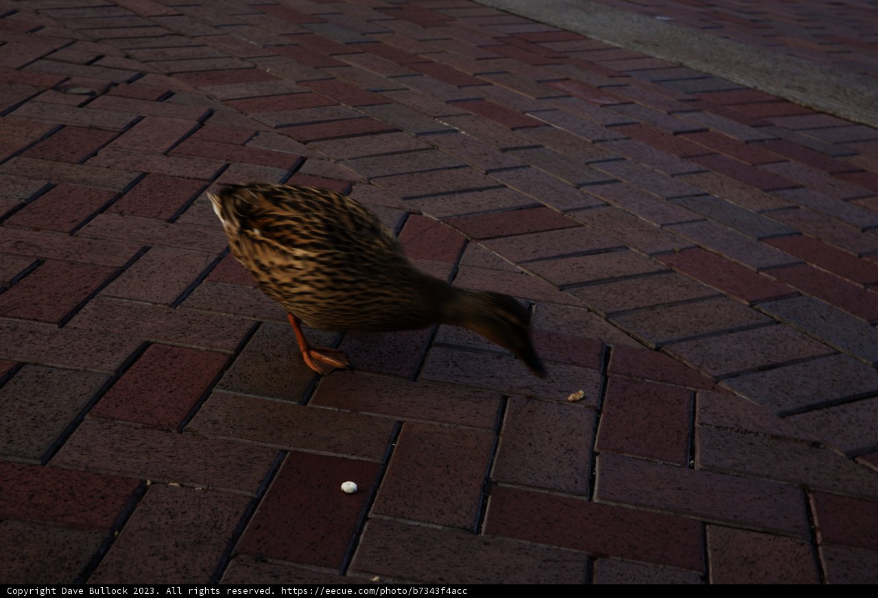 A Delightful Duck at Disneyland