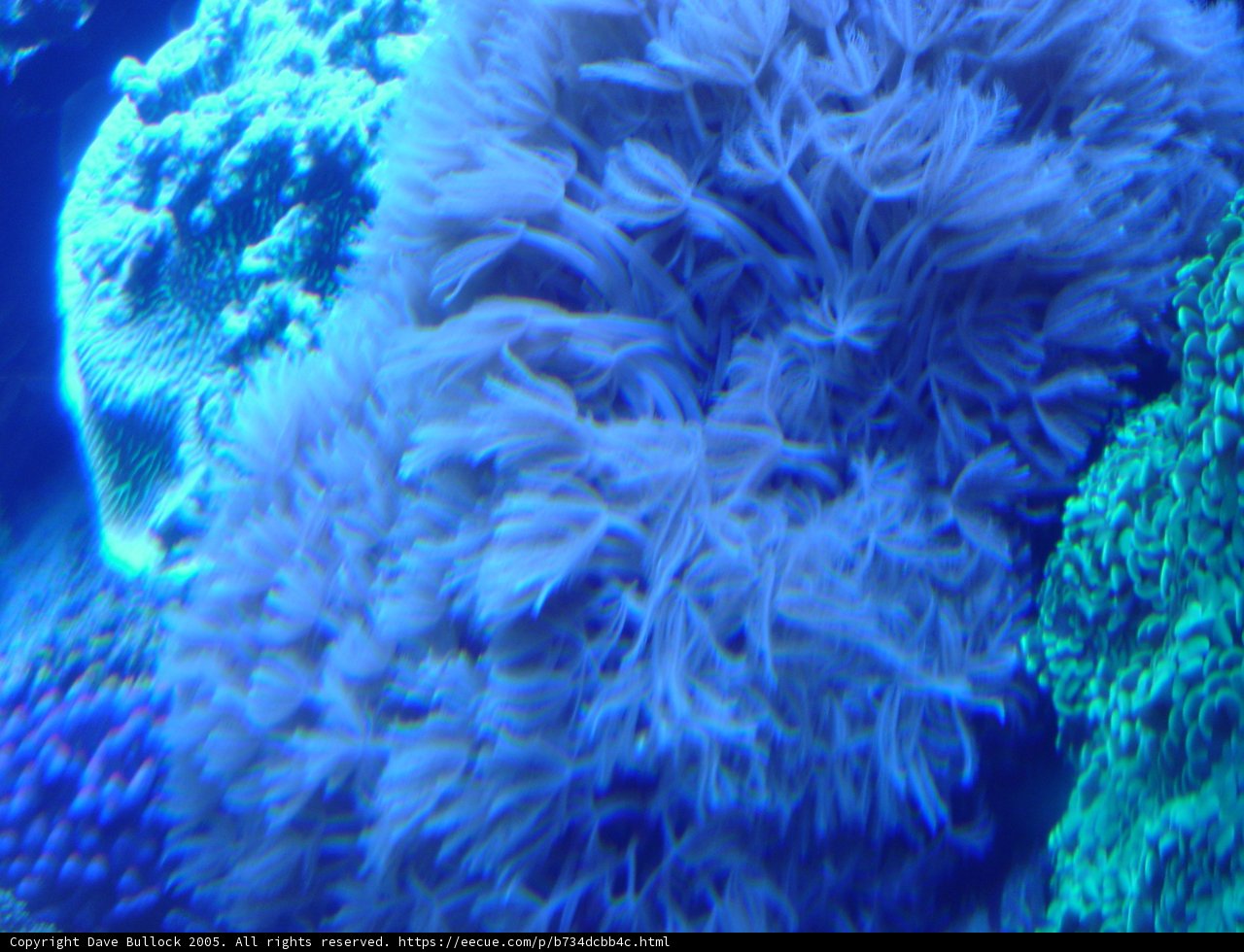 Majestic Sea Anemone in its Natural Habitat