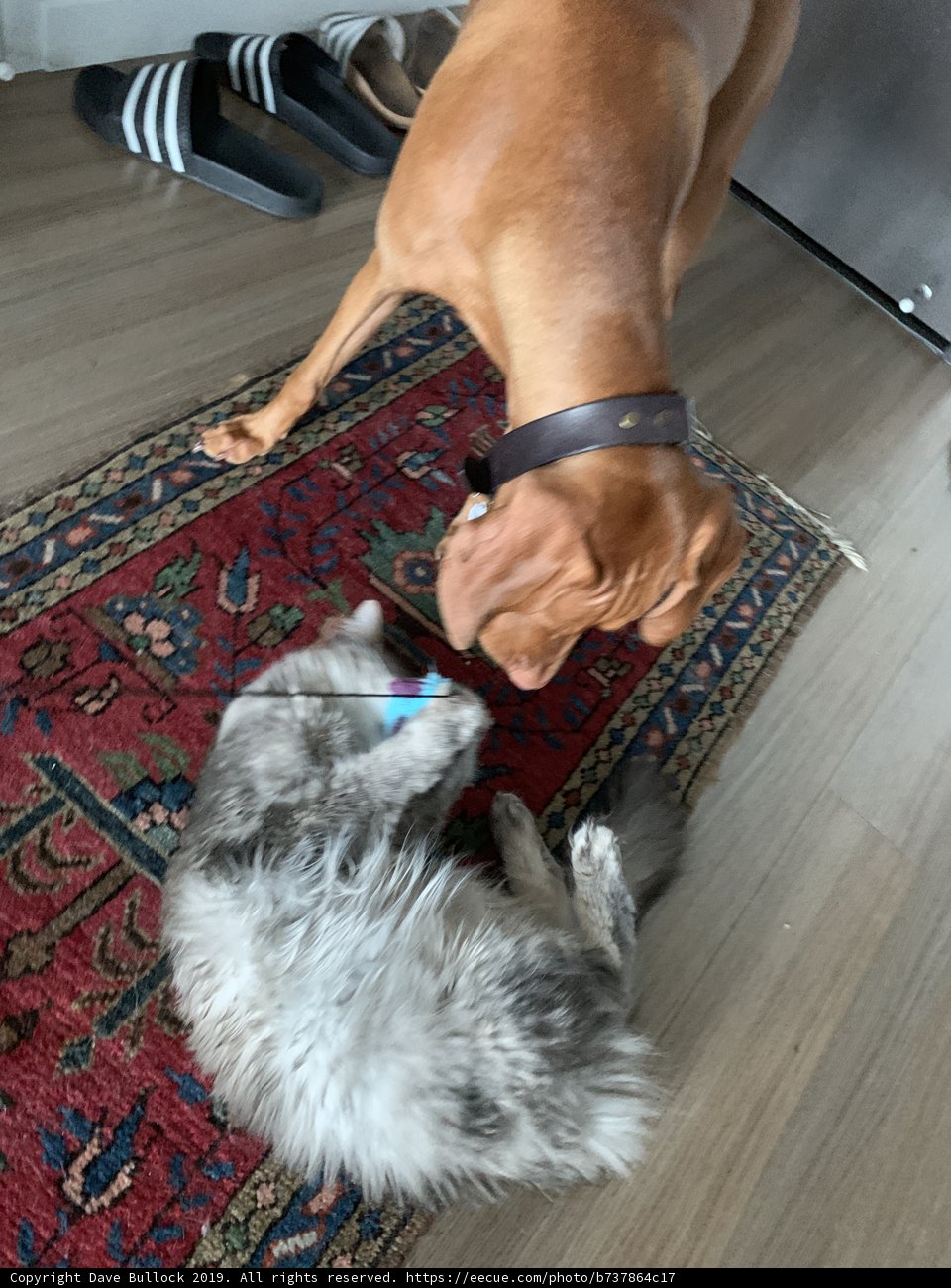 Wood Flooring and Animal Playtime
