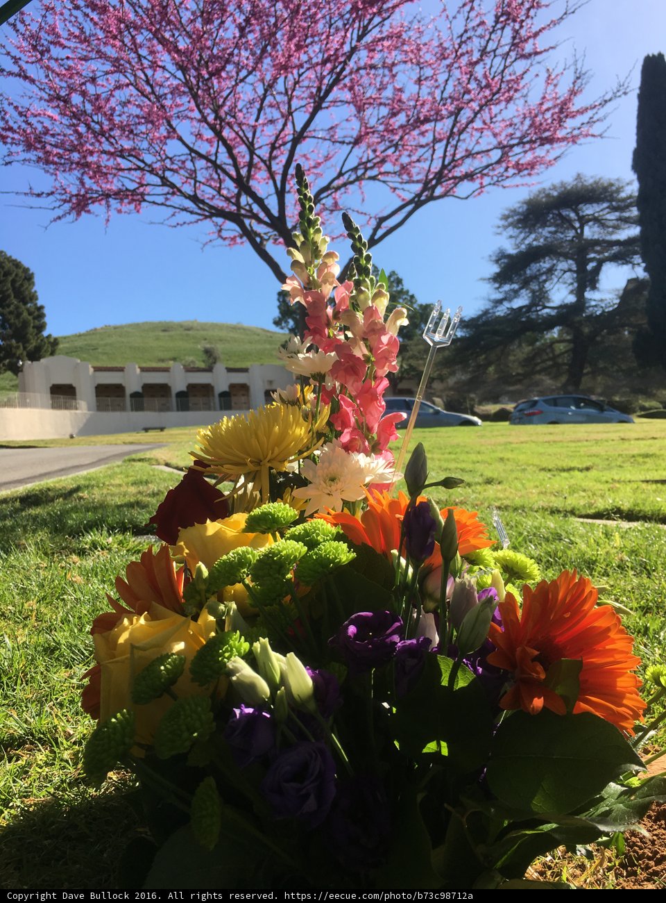 A Colorful Bouquet on the Meadow