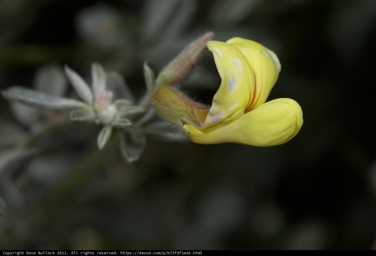 Radiant Yellow Bloom