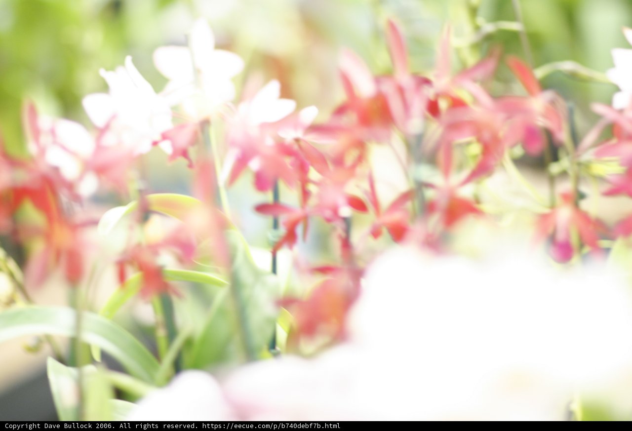 Blurry Garden Blooms