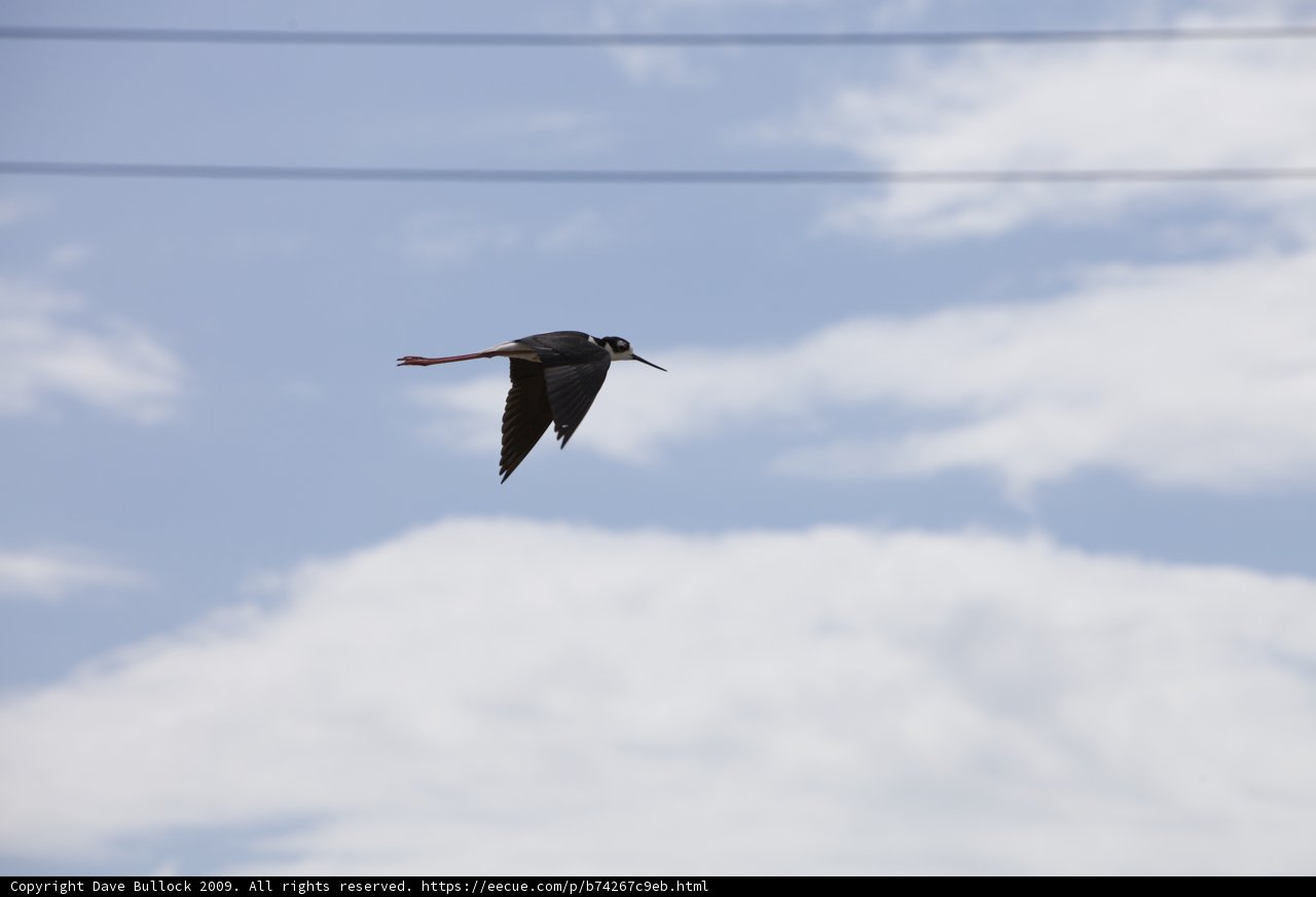 Flying Black-Necked Stilt