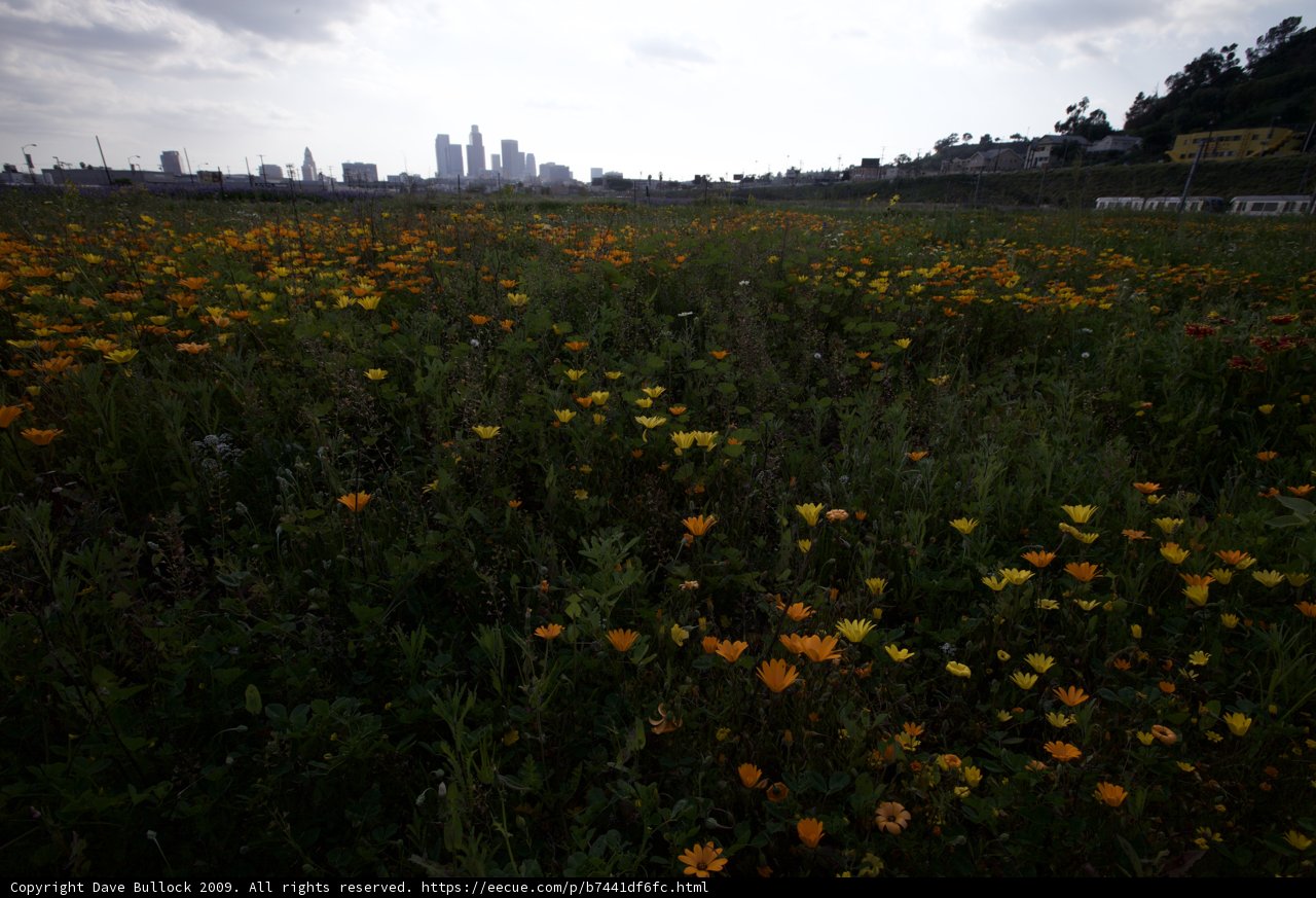 Flowers in the City