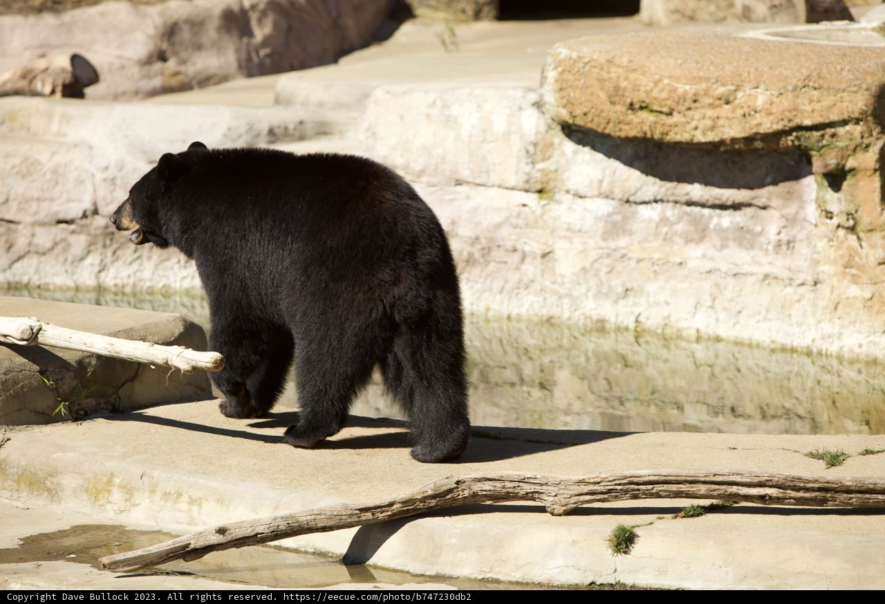 Majestic Wanderer at SF Zoo