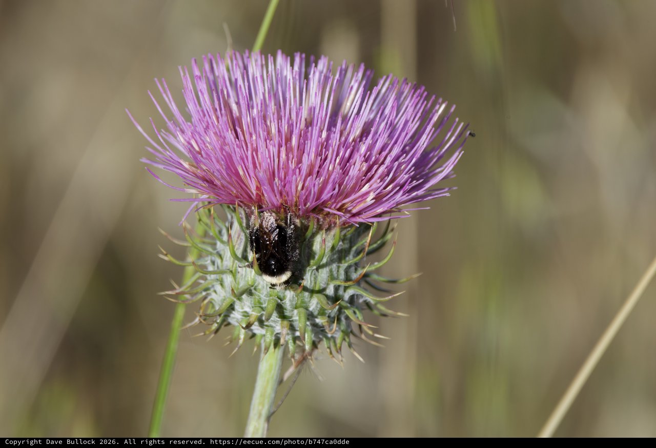 Bumblebee Foraging on Purple Thistle Bloom