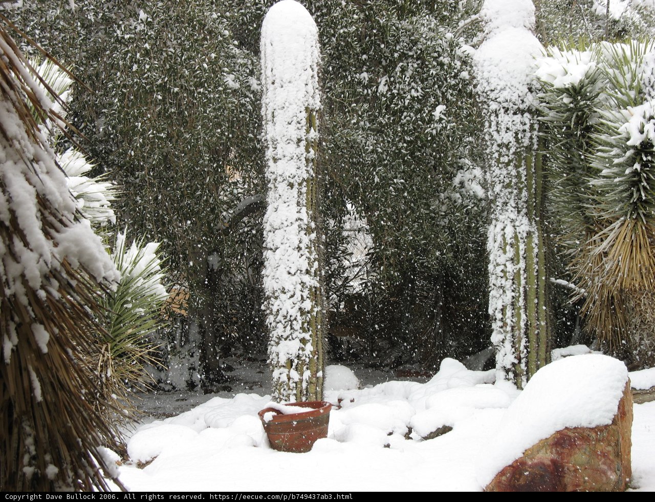 Cactus in the Snow