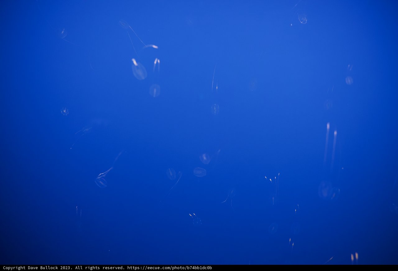 Gentle Drifters in Monterey Bay