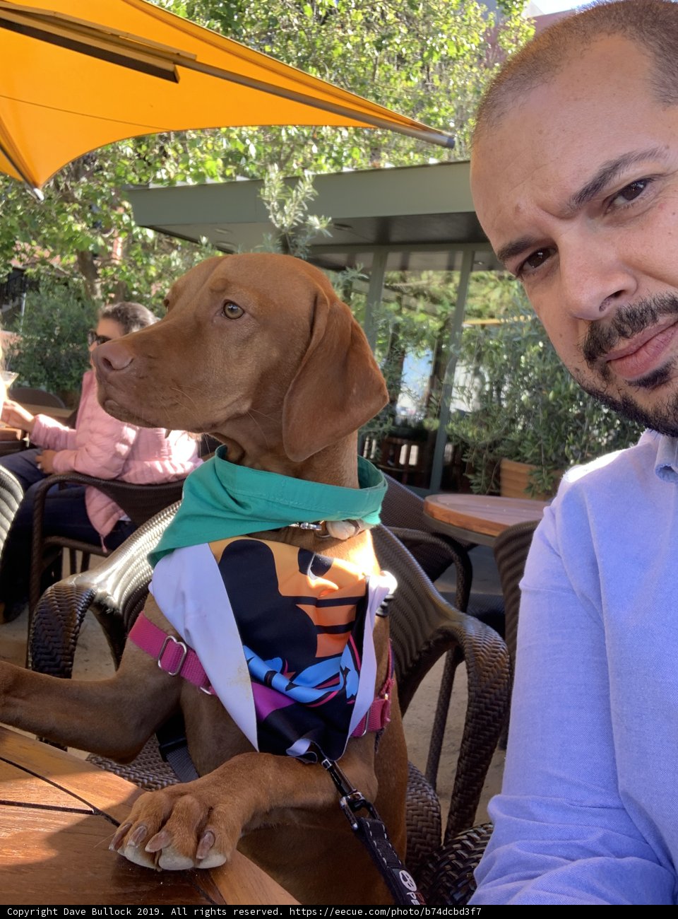 Man and Hound Enjoy Lunch Together