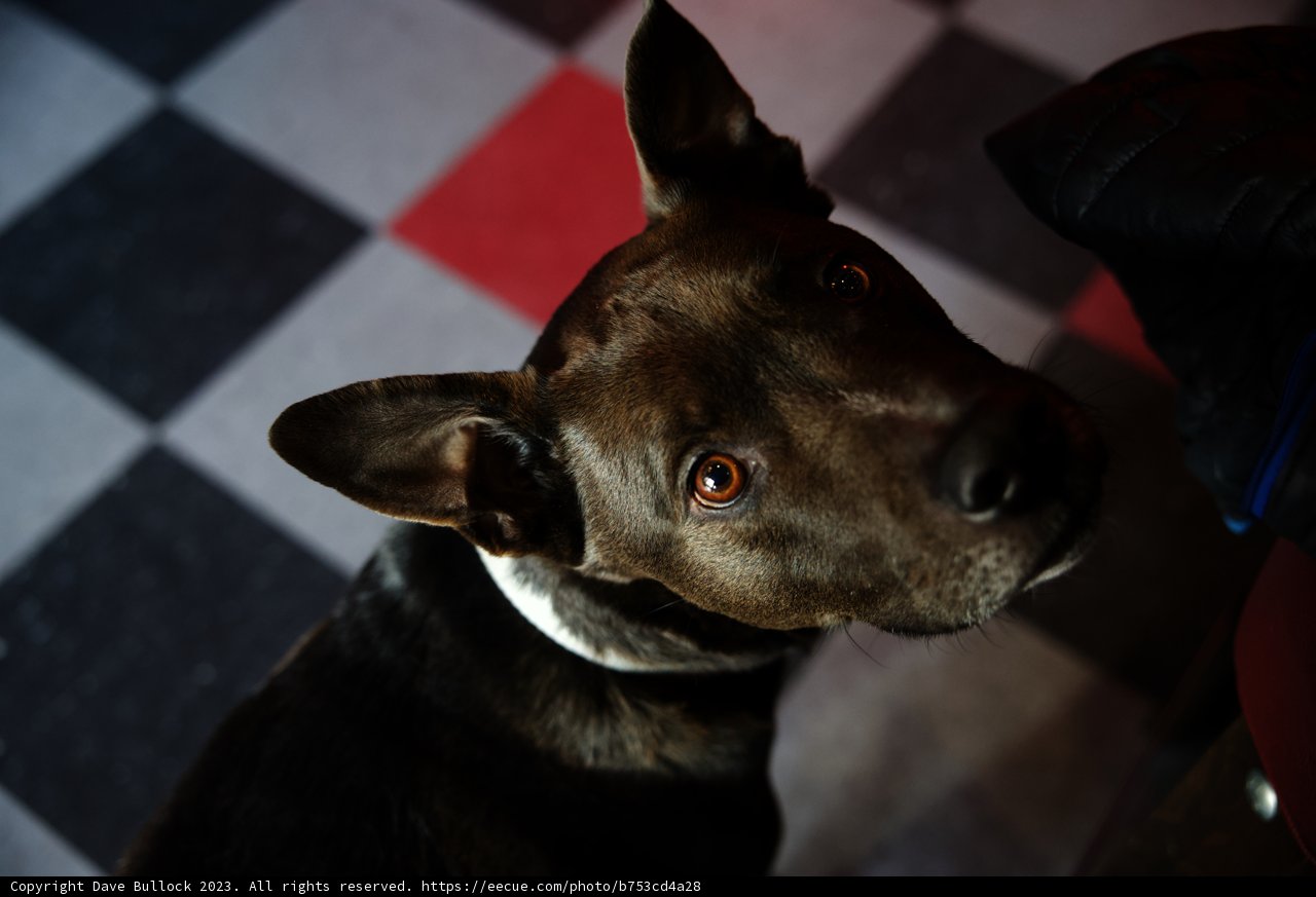 Our Furry Best Friend