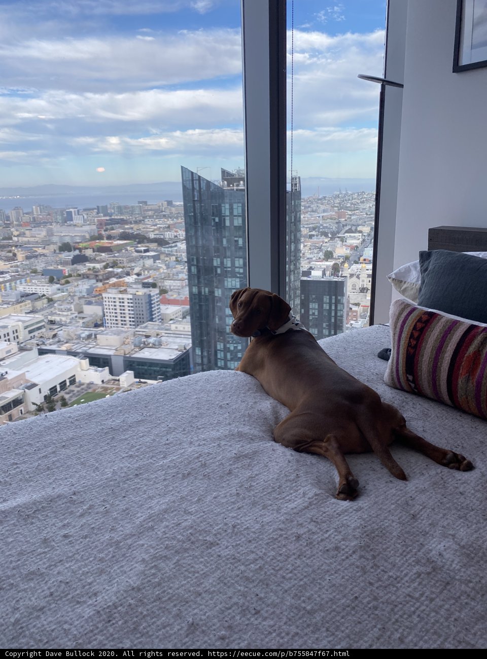 Urban Pup Takes a Nap