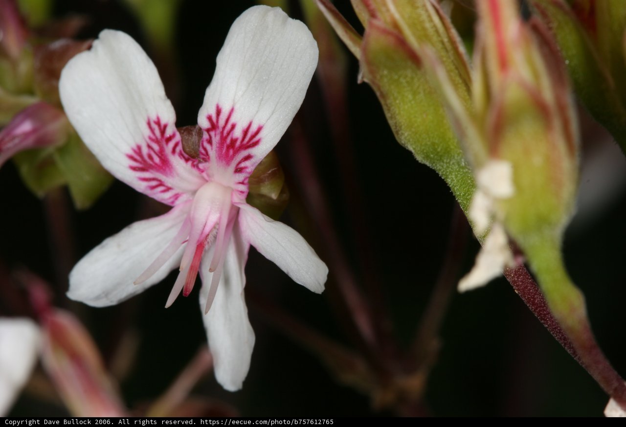 Pink and White Geranium Flower Close Up