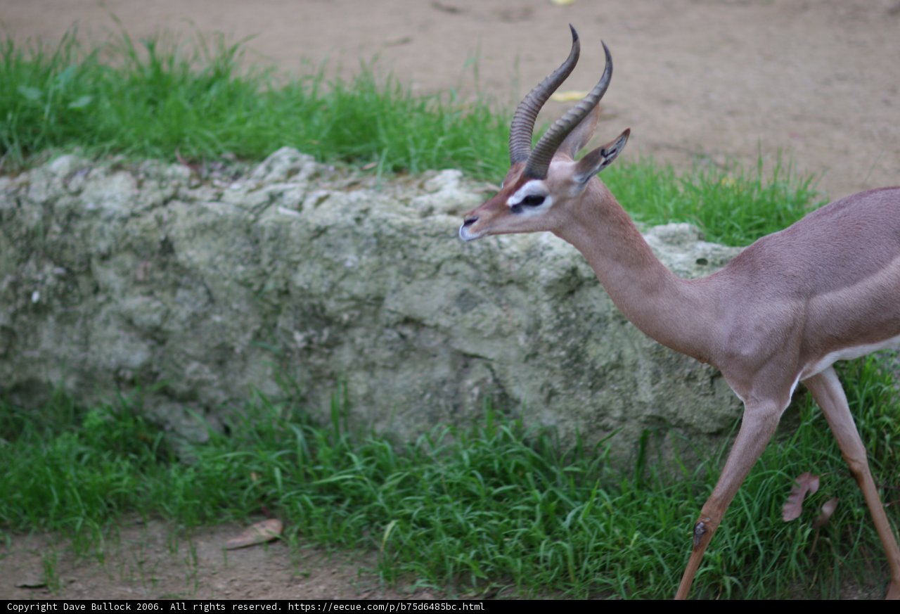 Majestic Gazelle in the Wild