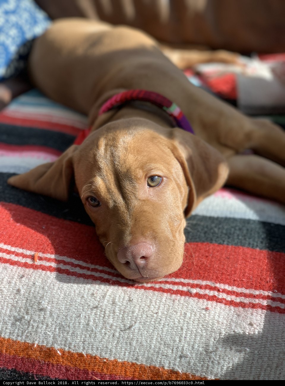 Cozy Canine on Linen Blanket