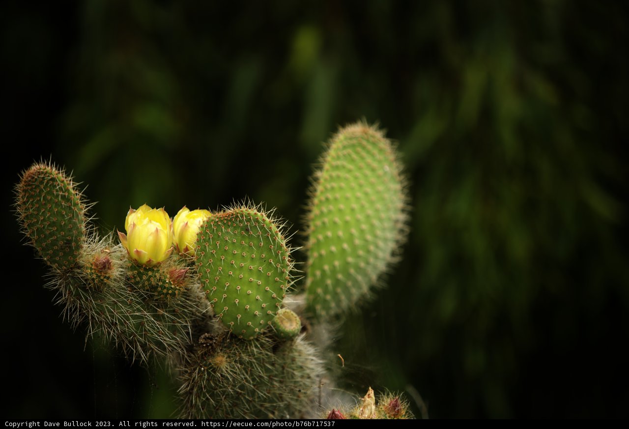 Flourishing Cacti at SF Zoo