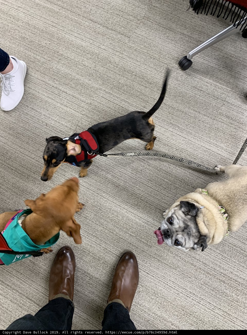 Three Dogs and Their Owners in San Francisco