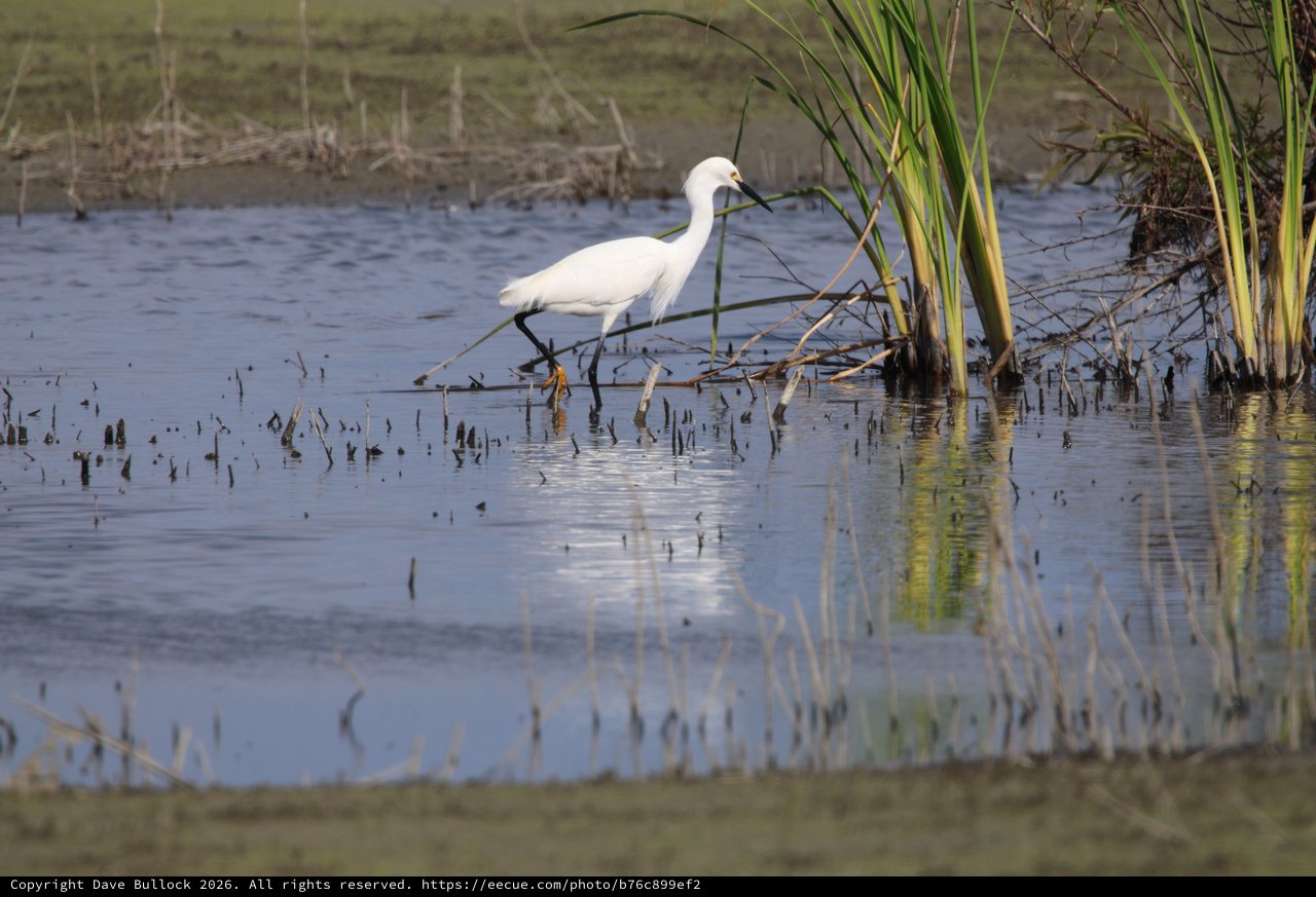 Snowy Egret Foraging in Wetland Shallows