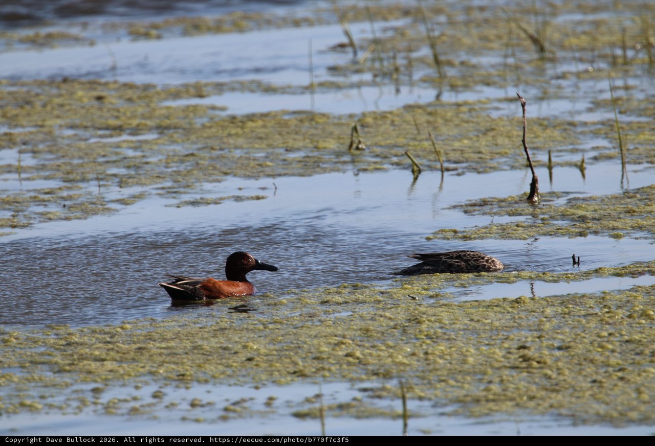 Cinnamon Teal Pair in Wetland Habitat