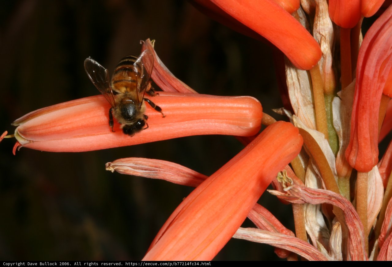 Bee Pollinating a Red-Stemmed Flower