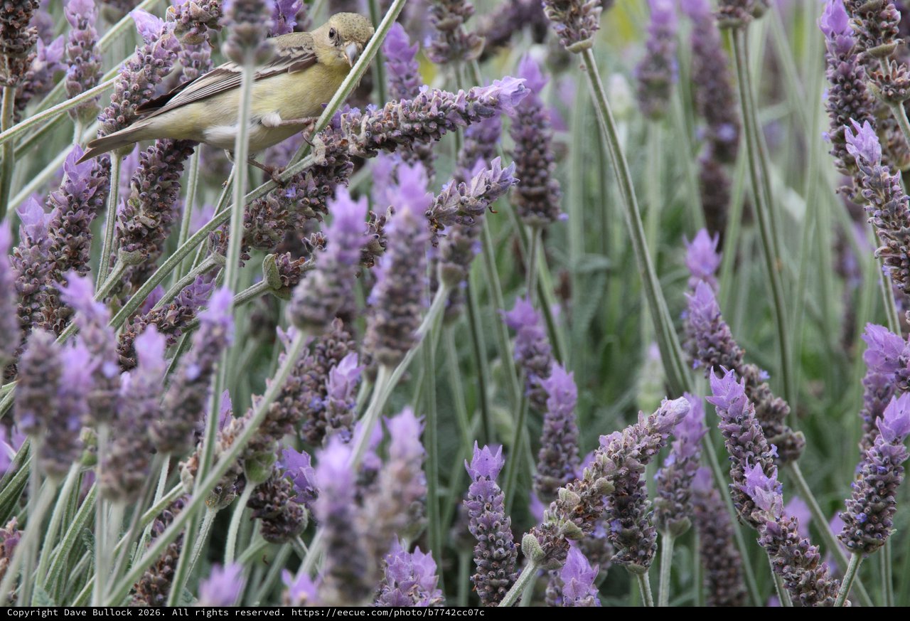 Small Bird Perched Among Purple Lavender Blossoms