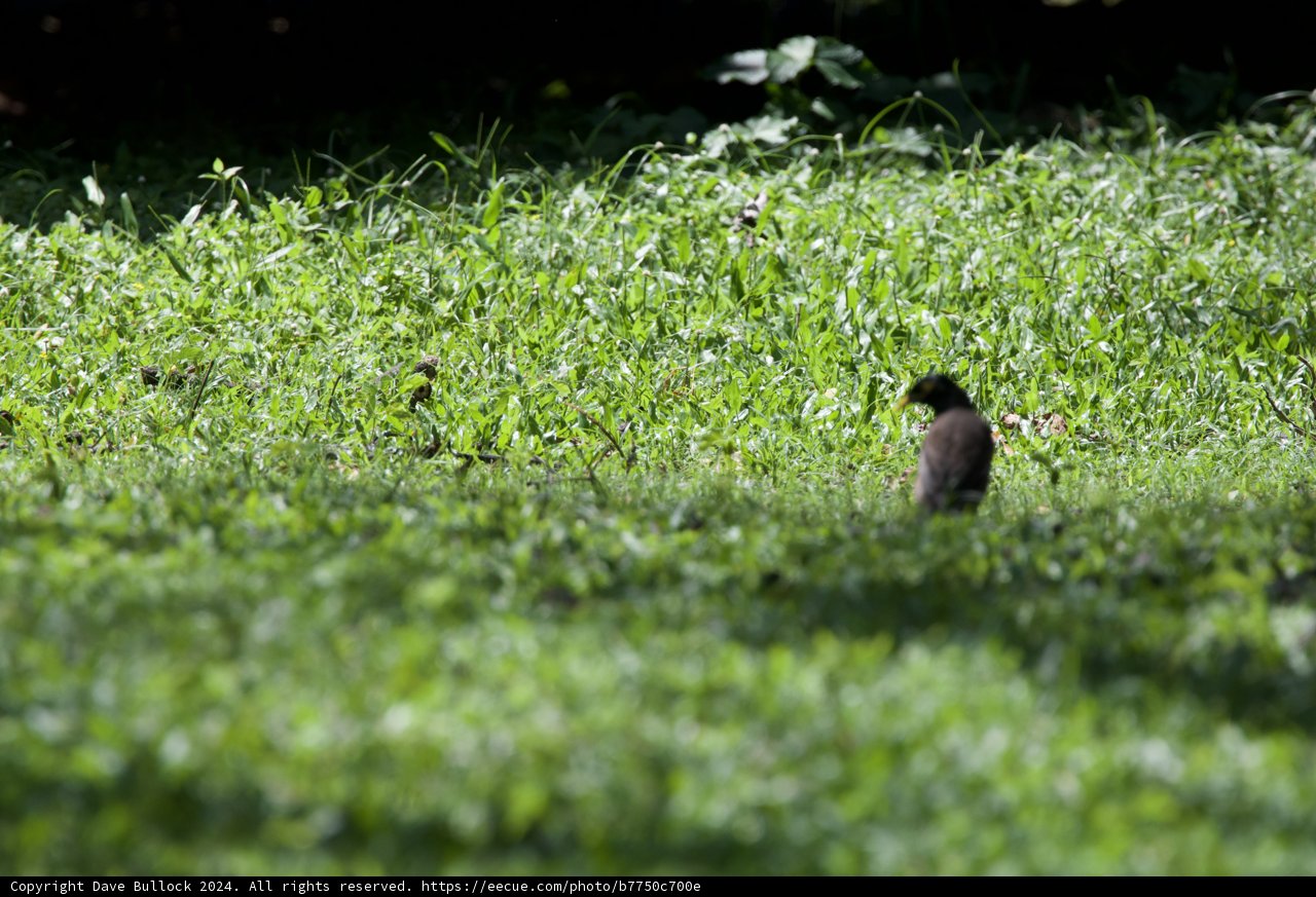 Whispers in the Grass