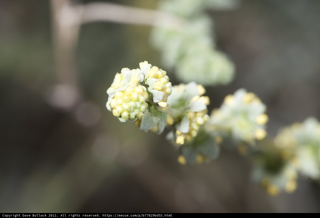 Yellow Flower Bud With Pollen