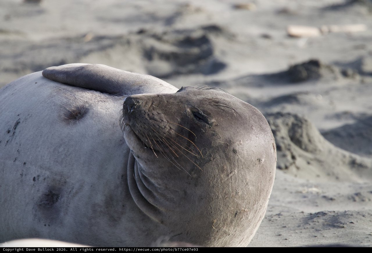 Elephant Seal Resting on Sandy Beach at Drakes Beach