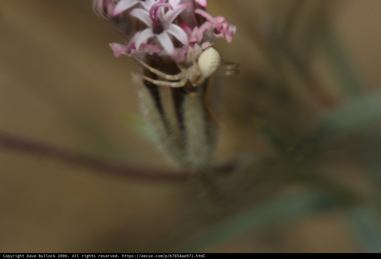 Spider and Carnation Flower