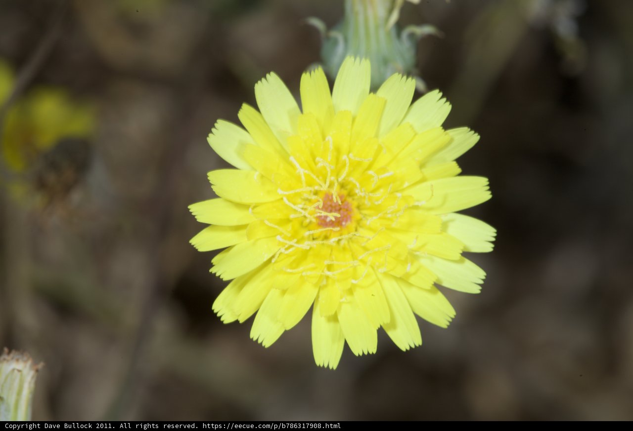 Sunshine Daisy
