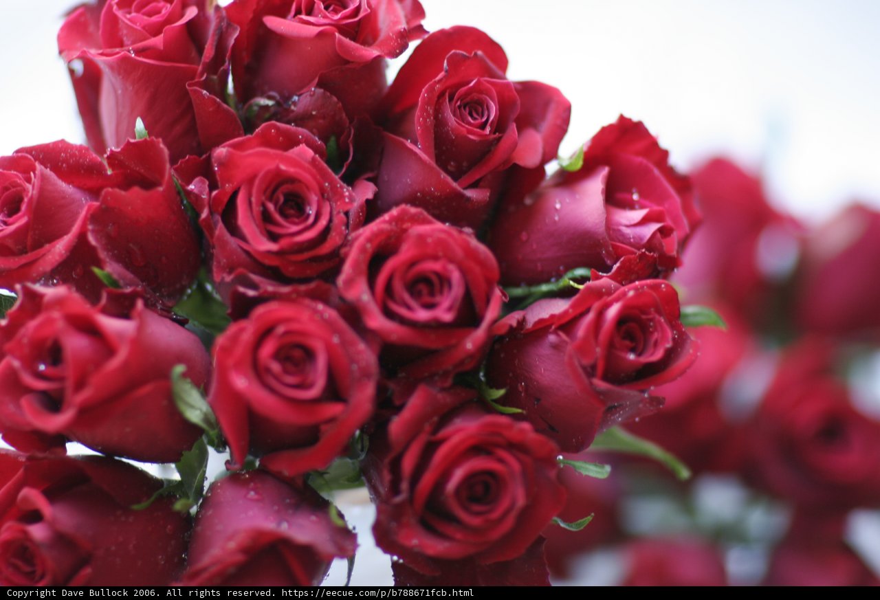Simply Stunning: 14 Red Roses in Full Bloom