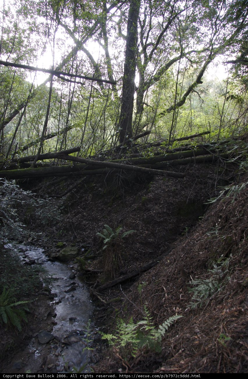 Serene Stream in the Wilderness