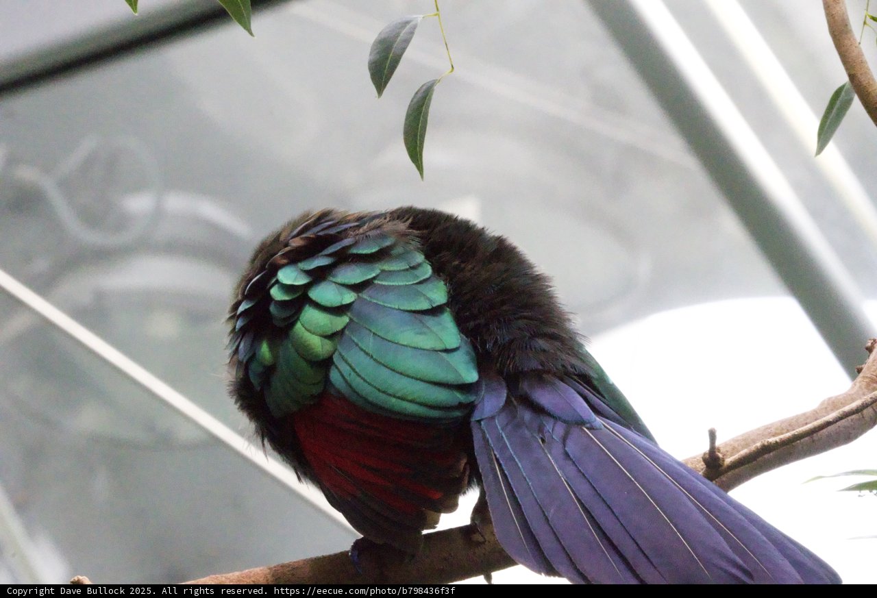 Radiant Plumage