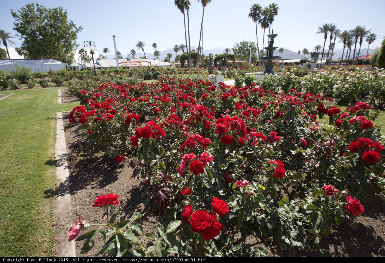 Field of Red Roses in the Park