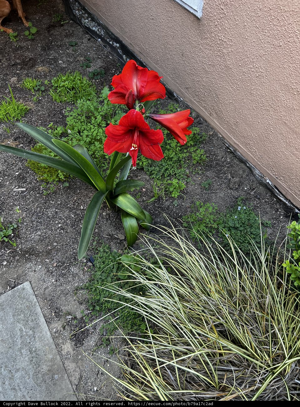 Bold and Beautiful Carnation