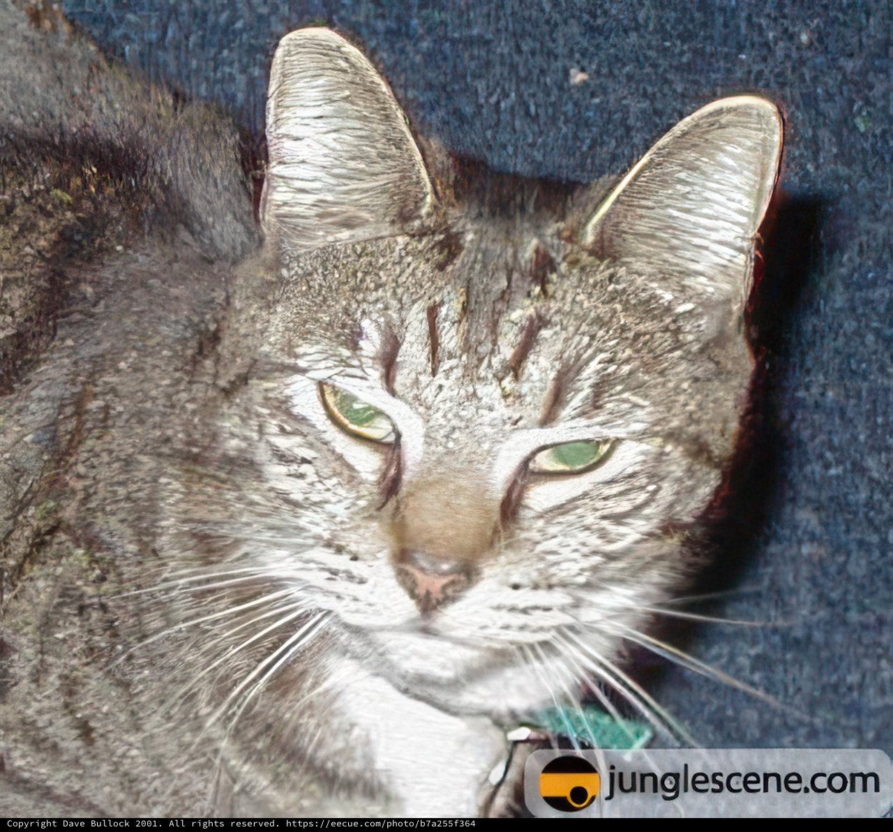 Green-Eyed Abyssinian Cat