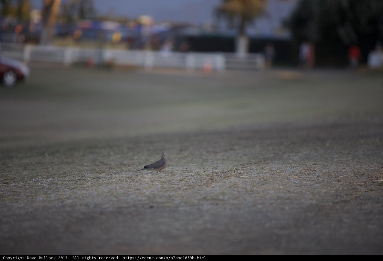 Bird on the Tarmac
