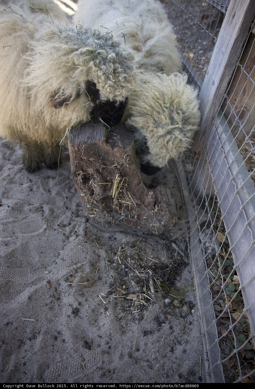 Woolly Companions Behind the Fence