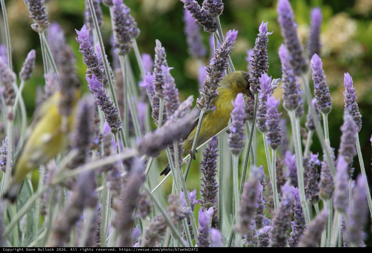 Yellow Sunbird Feeding Among Purple Lavender Flowers