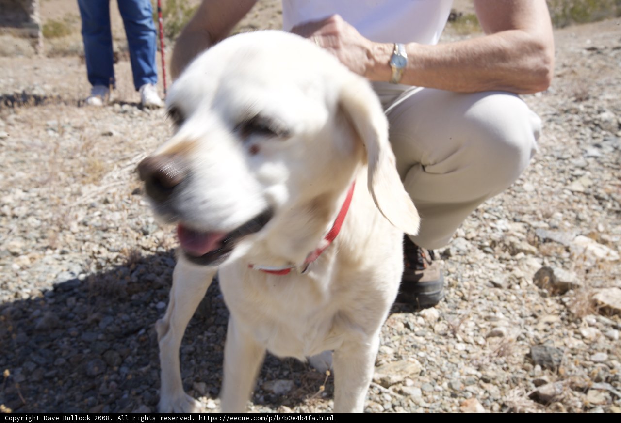 Man and Labrador Retriever bonding in the desert
