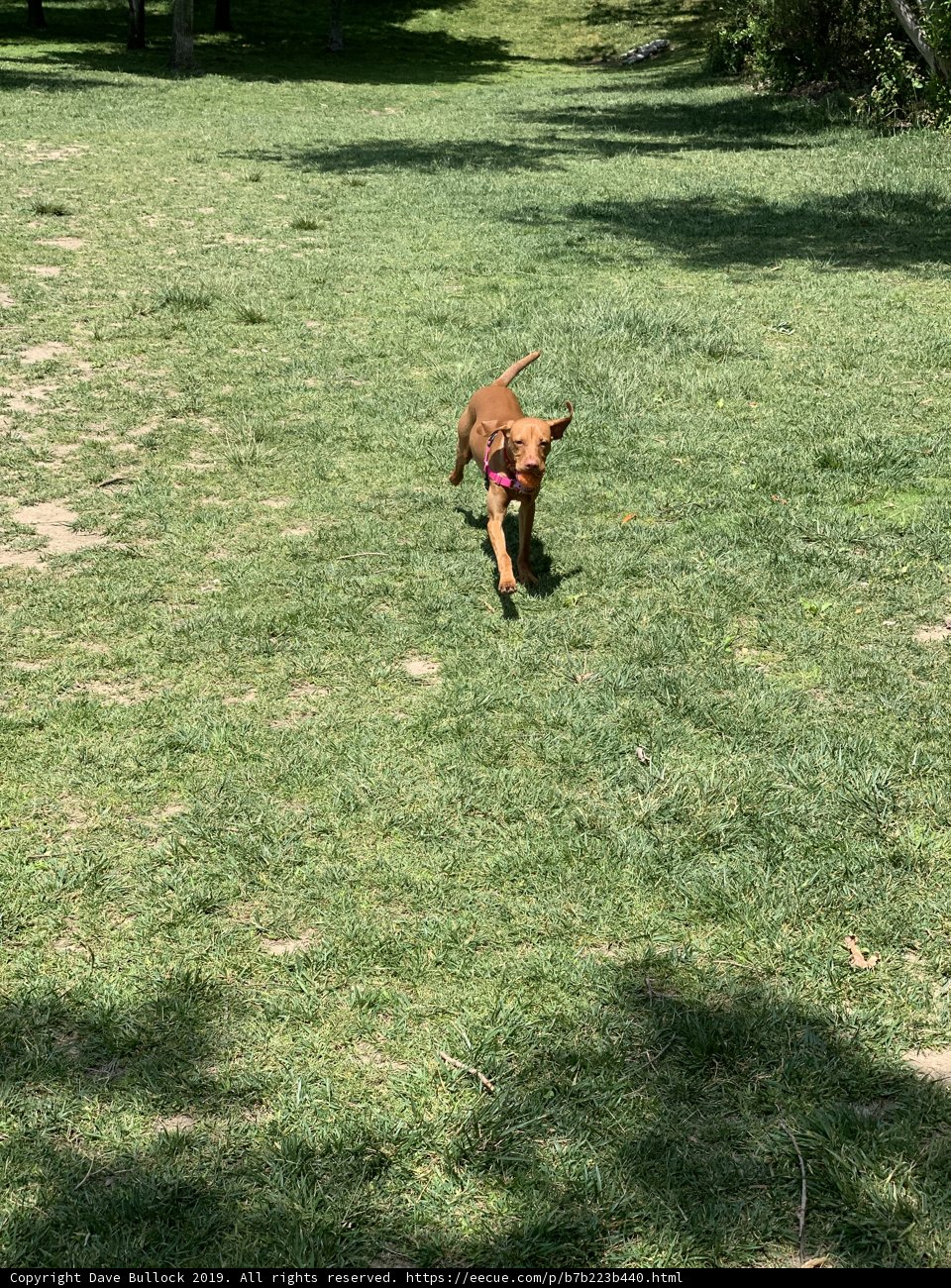 Happy Hound