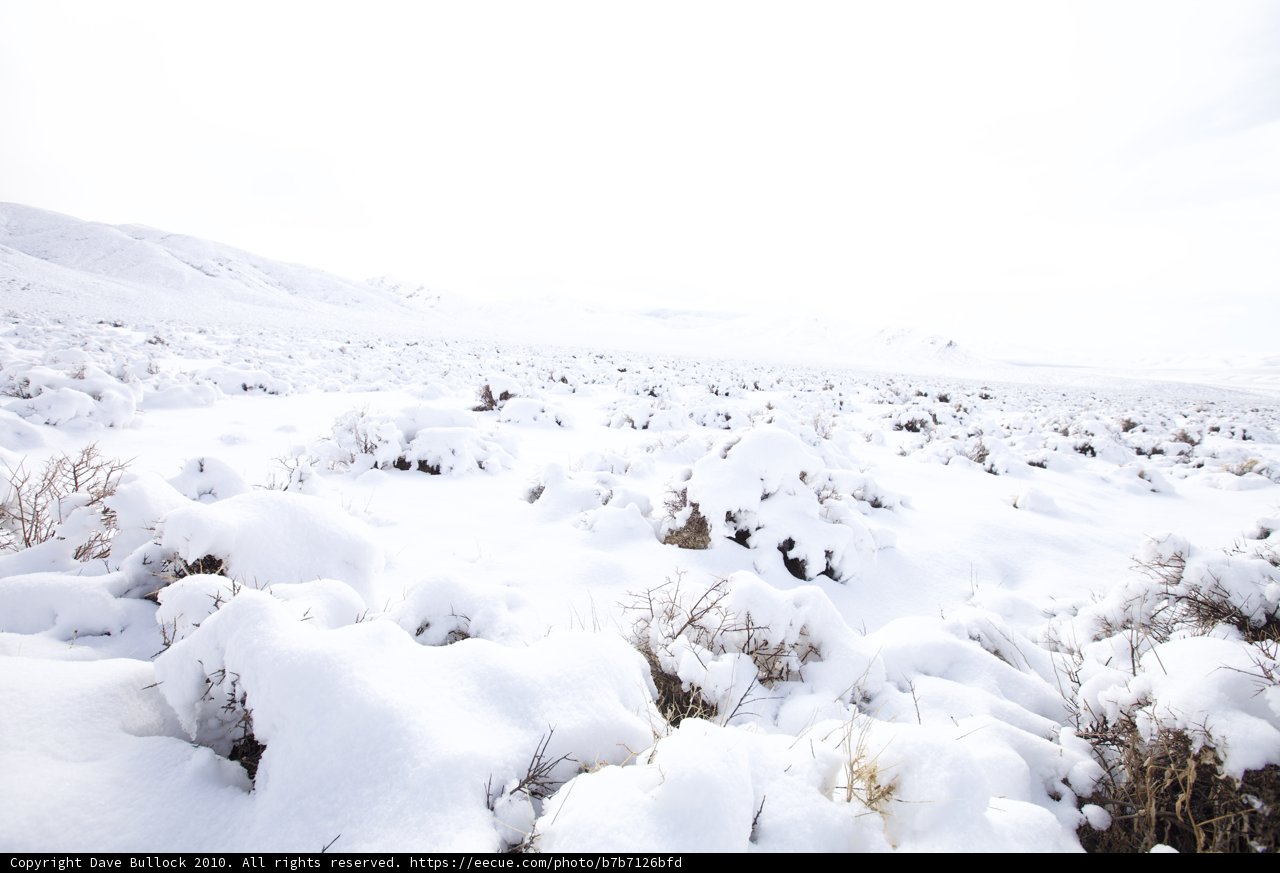 The Frozen Tundra