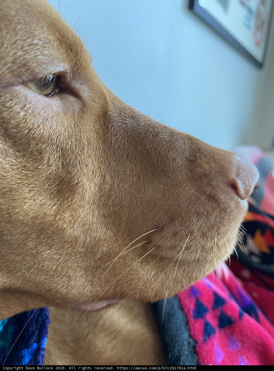 Cozy Companion
