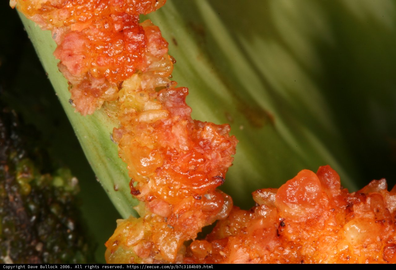 Orange Dots on a Grapefruit Plant