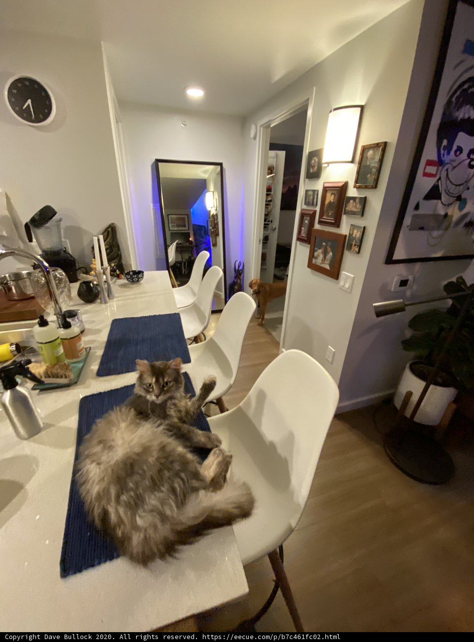 Kitchen Cat