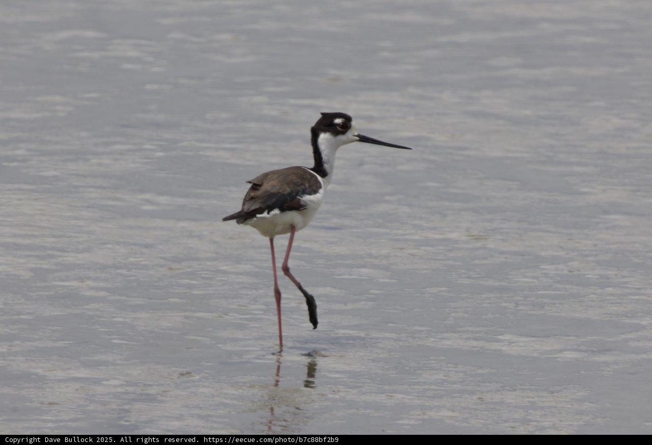 Graceful Sentinel of the Marshlands