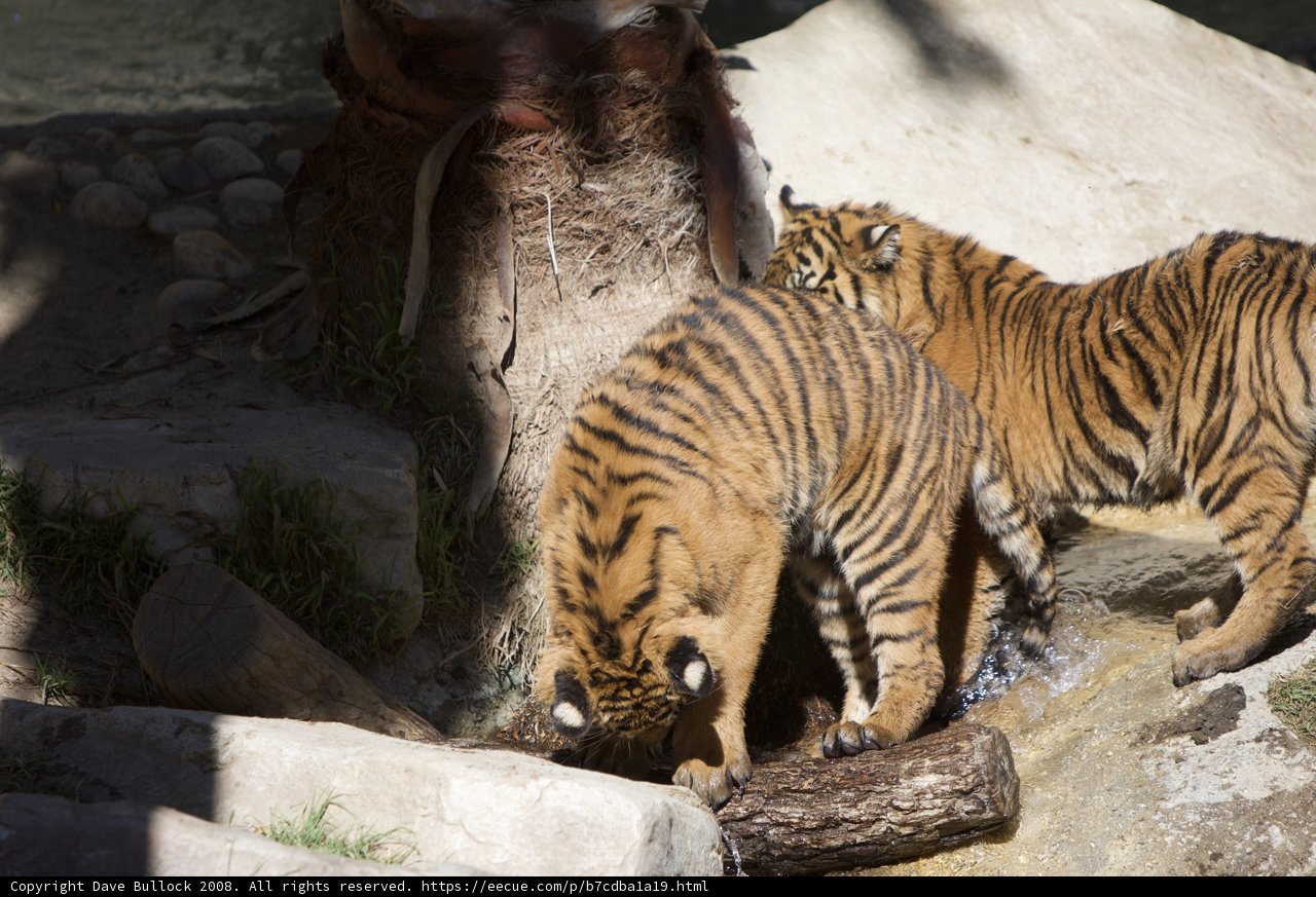 Two Tigers Refreshing Themselves in the Stream