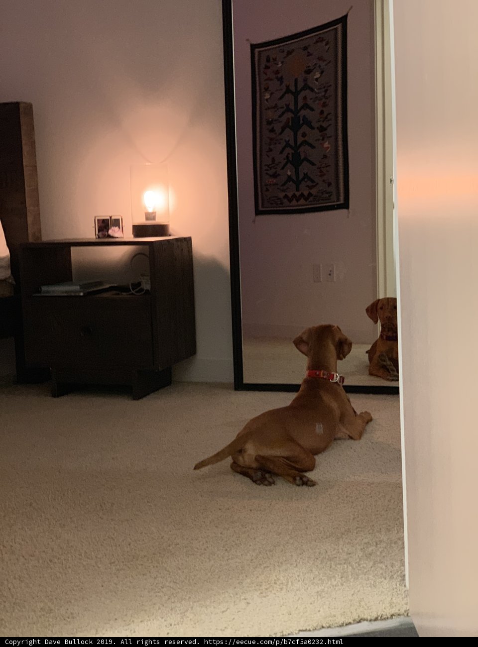 Reflections of a Canine Contemplation